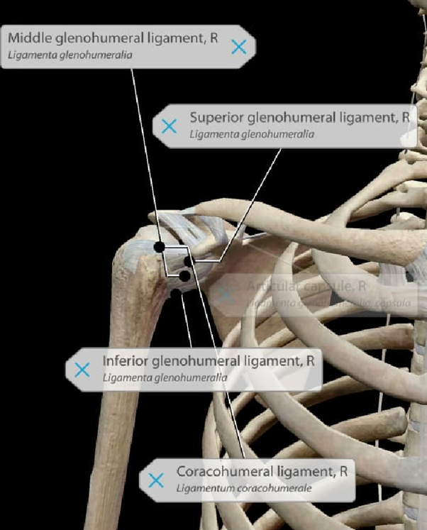 shoulder Anatomy shoulder ligaments