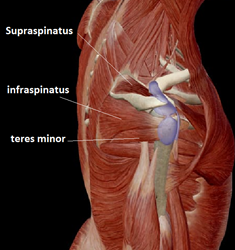 Anatomy shoulders  muscles 