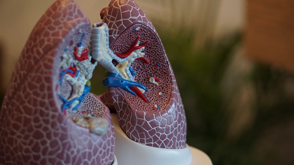 lungs-anatomy-pathology 