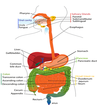 Pancreas Anatomy, Function