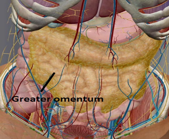 Gastric nerves supply to stomach 