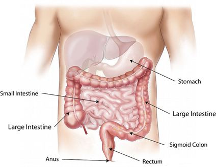 Intestines, Human  Intestines Anatomy, Intestines conditions 