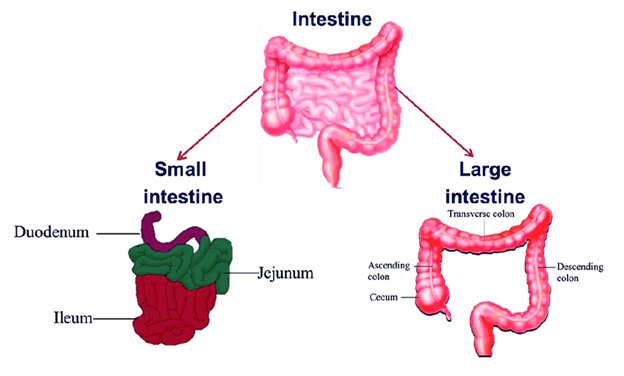 Intestines, Human  Intestines Anatomy, Intestines conditions 