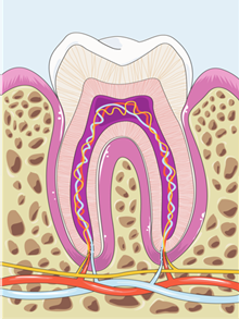 Teeth,  
The Teeth,  
Human Teeth Anatomy, Teeth Diagram, Teeth Names, Teeth Number,
