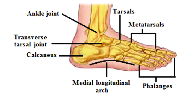 Feet Human Feet Anatomy, Muscles, Bones, Ligaments All you need to know about 