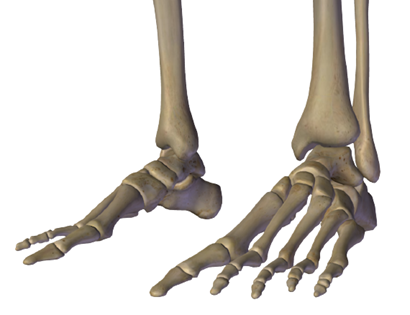The Ankle (Human Ankle Anatomy) Muscles,   Bones,  Ligaments,  All you need to know about