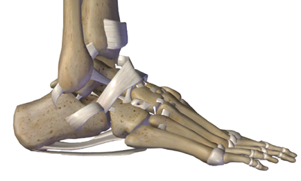 The Ankle (Human Ankle Anatomy) Muscles,   Bones,  Ligaments,  All you need to know about