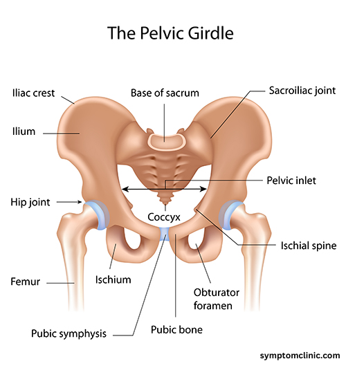 Sacroiliac Joint Anatomy - All You Need to Know